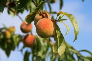 peaches, fruit, summer, vitamins, eat, food, raw, peach tree, peaches, peaches, peaches, peaches, peaches, peach tree, peach tree, peach tree, nature, peach tree