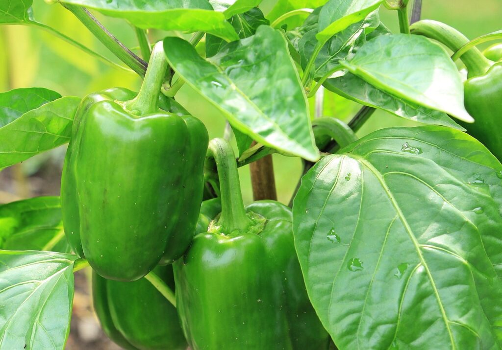 paprika, nightshade plant, green paprika, green, vegetables, fresh, healthy, vitamins, seasoning, nature, meal, food, bell pepper, plant, pods, edible, gourmet, yummy, cooking ingredients, paprika, paprika, bell pepper, bell pepper, bell pepper, bell pepper, bell pepper