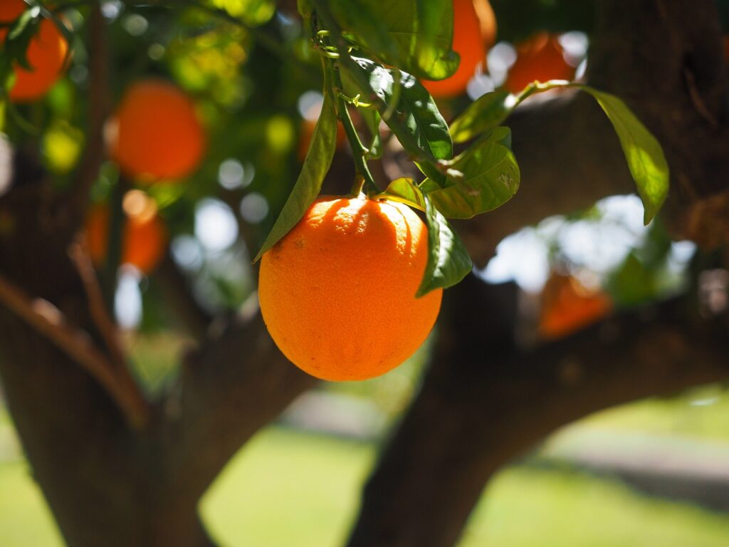 orange, fruit, tree, orange tree, orange fruit, fresh, fresh fruit, harvest, organic, produce, nature, fresh produce, orchard, orange orchard, citrus fruit, citrus, rutaceae, citrus tree, vitamin c, fresh orange, orange grove, ripe, ripe orange, fruit tree, orange, orange, orange, orange, orange, fruit, fruit, orange tree, orange tree, orange fruit, orange fruit, orange fruit, fruit tree