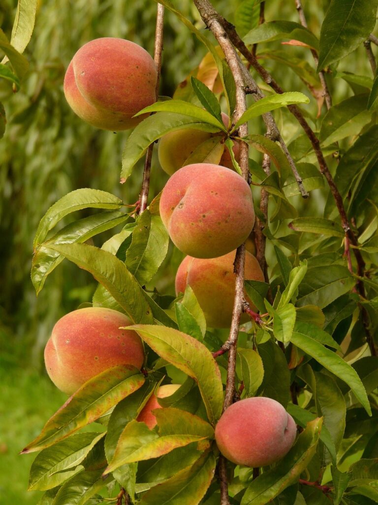 peaches, peach tree, malum persicum, fruit, ripe, juicy, meal, food, plantation, peach tree, peach tree, peach tree, peach tree, peach tree
