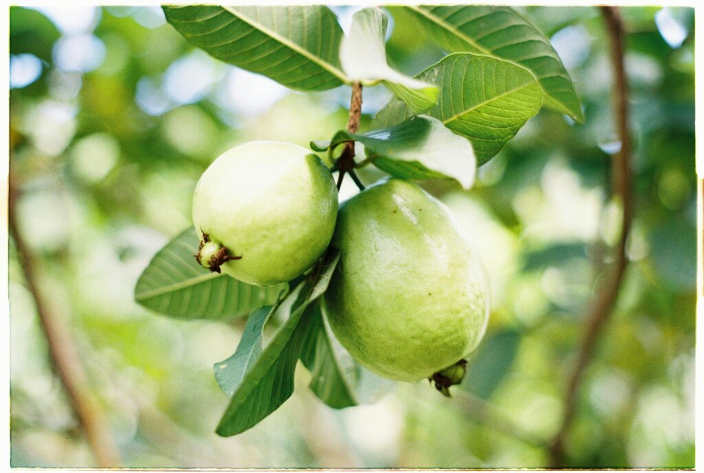 Vibrant close-up of ripe guavas hanging on a tree with fresh green leaves.